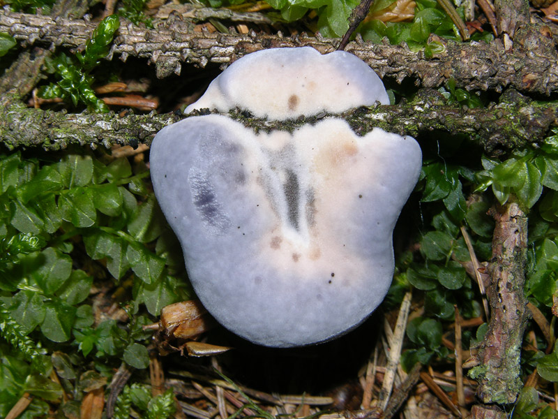 Hydnellum caeruleum (Hornem.) P. Karst.